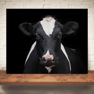 Cow Photograph - Fine Art Print - Color Photography - Wall Art - Home Decor - Wall Decor -  Farm Pictures - Farmhouse Decor - Cows