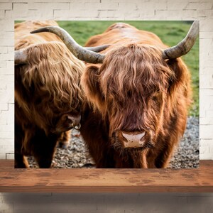 Highland Cow Photograph - Fine Art Print - Color Photography - Farm Wall Art - Wall Decor - Pictures Cows - Farmhouse Decor - Rustic