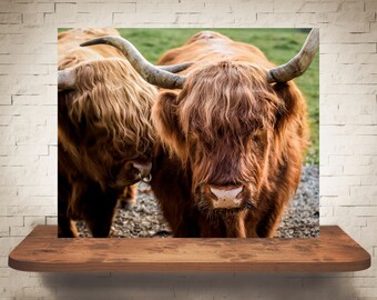 Highland Cow Photograph - Fine Art Print - Color Photography - Farm Wall Art - Wall Decor - Pictures Cows - Farmhouse Decor - Rustic