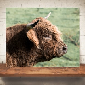 Highland Cow Photograph - Fine Art Print - Color Photography - Farm Wall Art - Wall Decor - Pictures Cows - Farmhouse Decor - Rustic