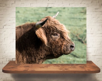 Fotografía de vaca de las tierras altas - Impresión artística - Fotografía en color - Arte mural de granja - Decoración de pared - Fotos Vacas - Decoración de granja - Rústico