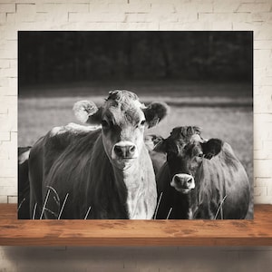Jersey Cow Photograph - Fine Art Print - Black White Photography -  Wall Art - Wall Decor -  Farm Pictures - Farmhouse Decor - Cows