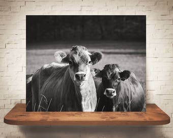 Jersey Cow Photograph - Fine Art Print - Black White Photography -  Wall Art - Wall Decor -  Farm Pictures - Farmhouse Decor - Cows