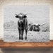 see more listings in the Cow Prints section