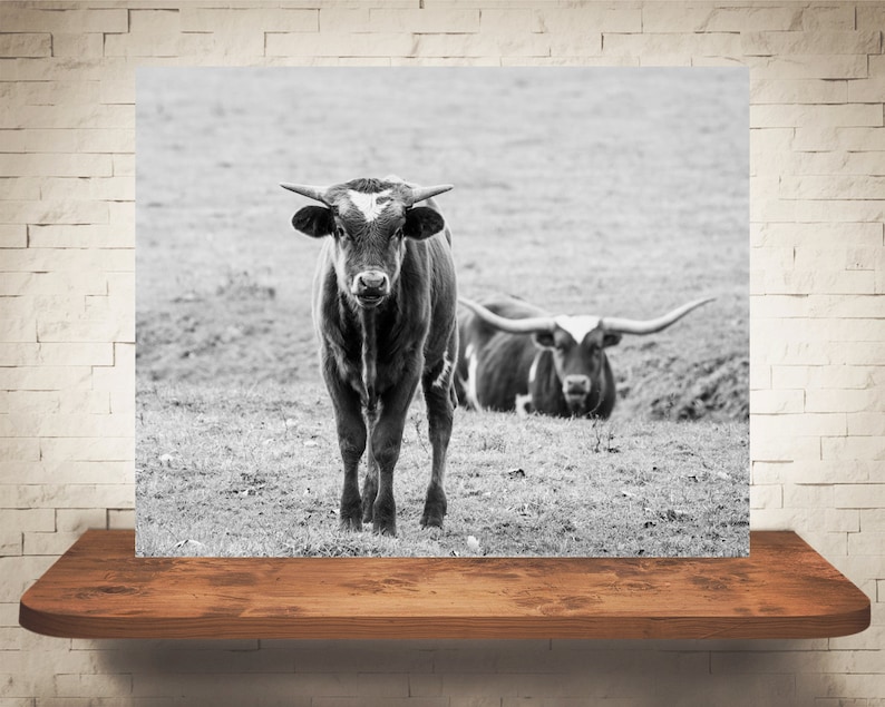 Wall Art Black White Photo Longhorn Cattle Cow Photograph Pictures of Cows Farmhouse Decor Fine Art Print Rustic Decor
