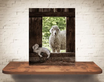 Sheep and Lamb Photograph - Fine Art Print - Color B&W Photography - Farm Wall Art - Wall Decor - Pictures Lambs - Farmhouse Decor - Rustic