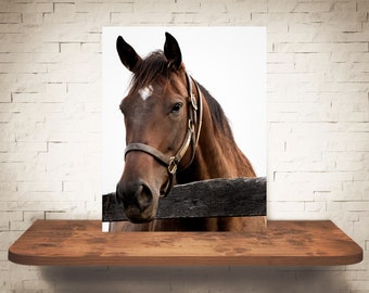 Photographie de cheval - Tirage d’art - Photographie couleur - Art mural équin - Décoration murale - Images de chevaux - Décor de ferme - Chevaux