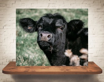 Photographie de vache - Tirage d’art - Photographie couleur N&B - Art mural de ferme - Décoration murale - Photos Vaches - Décor de ferme - Rustique