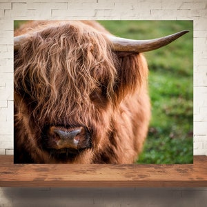 Highland Cow Photograph - Fine Art Print - Color Photography - Farm Wall Art - Wall Decor - Pictures Cows - Farmhouse Decor - Rustic