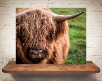 Highland Cow Photograph - Tirage d’art - Photographie couleur - Art mural de ferme - Décoration murale - Photos Vaches - Décor de ferme - Rustique