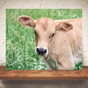 Brown Swiss Cow Calf Photograph - Fine Art Print - Color Photography - Wall Art Decor -  Farm Pictures - Farmhouse Decor - Cows - Country