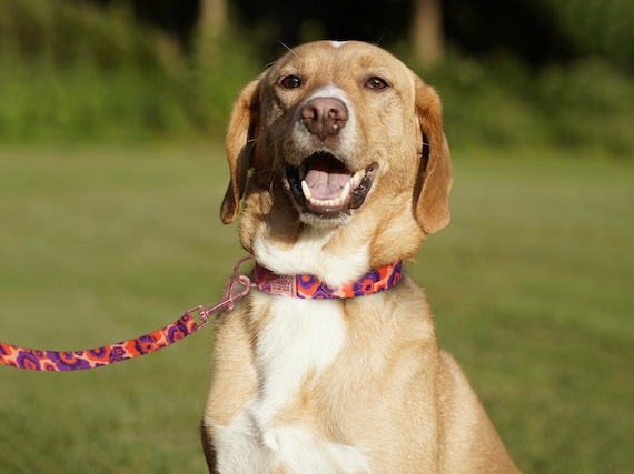 Hundeleine Mit Blumenmuster, 58cm, Gepolsterter Griff – Für Mittlere & Große Hunde, Trainingsgeeignet