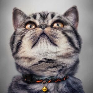May include: A close-up of a grey tabby cat with green eyes looking upwards. The cat is wearing a black and orange patterned collar with a gold bell.