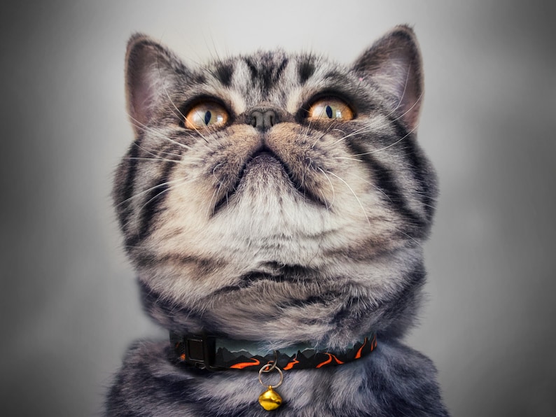 May include: A close-up of a grey tabby cat with green eyes looking upwards. The cat is wearing a black and orange patterned collar with a gold bell.