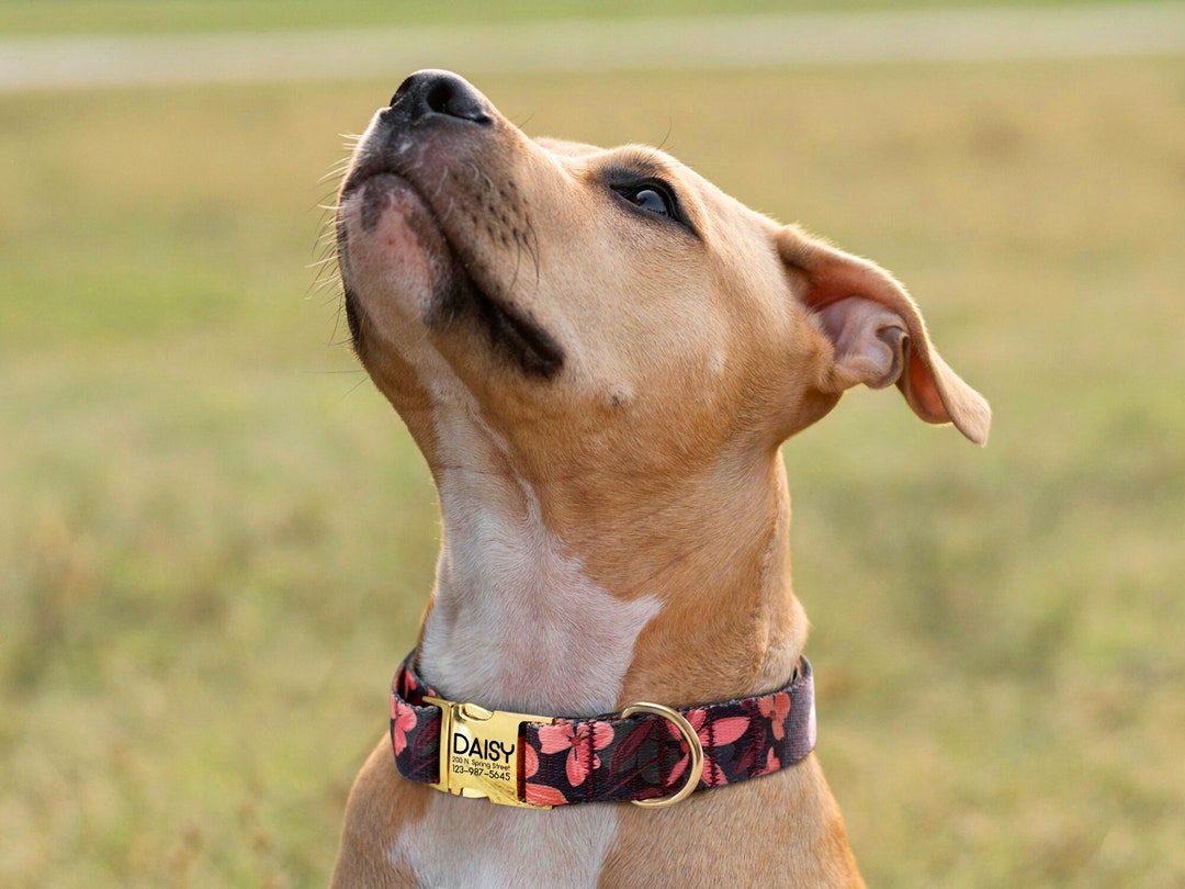 Engraved Nylon Dog Collar, Personalized Dog Collars - 4 Different ...