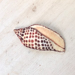 以下が含まれることがあります： 白地に小さな茶色の点が並んだ模様が施された、茶色と白の貝殻。縁は縫い付けられている。