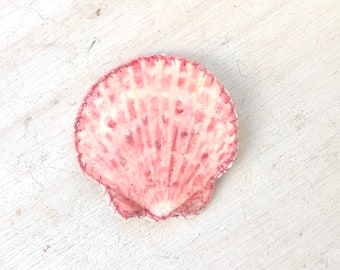 Pink scallop shell snap clip, seashell hair clip, beach barrette, beach photos accessory, mermaid hair clip, thick hair, thin hair