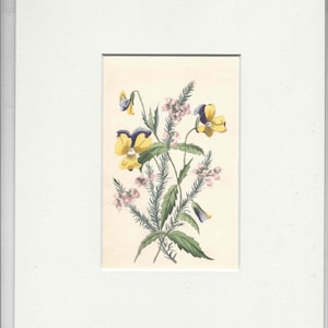 Hand Colored Antique Flower Book Plate, Pansies