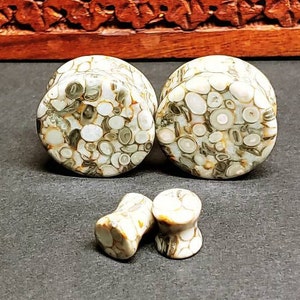 Stone Plugs Gauges - Lily Fossil Stone Plugs - Double Flare Body Jewelry for Stretched Ears - Natural Organic (Pair)