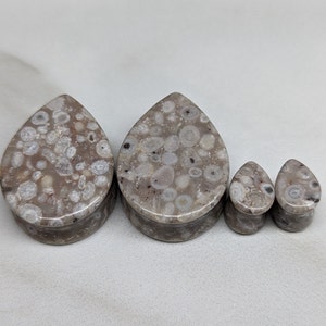 Teardrop Lily Fossil Stone Plugs: Double Flare Gauges (Pair)