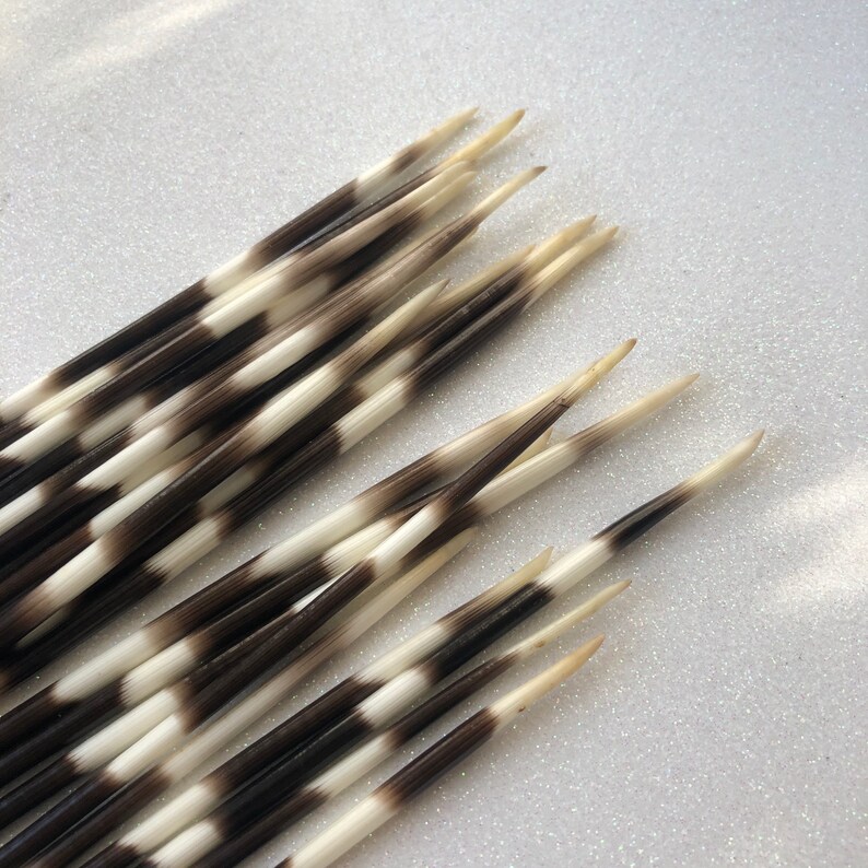 Beautiful Large Porcupine Quills Etsy