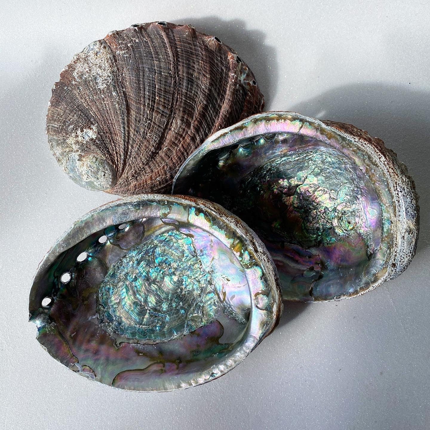 Natural Green Abalone Shell Iridescent Large Abalone Etsy