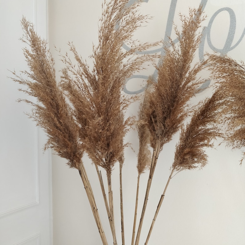 Pampas Grass Natural Dried 100 Cm 120 Cm / Wedding / Floral Etsy UK