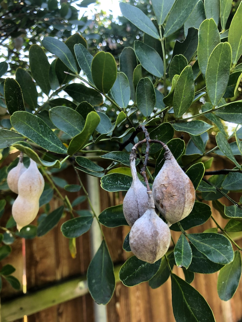 25 Texas Mountain Laurel Tree and Shrub Seeds. Beautiful Etsy