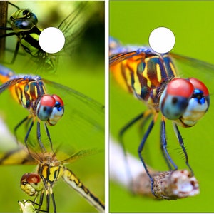 Dragonfly Cornhole Wrap Bag Toss Decal  Skin Sticker Wraps Laminated or Non Laminated