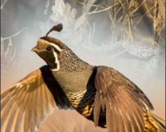 Caille, herbes hautes, cornhole, sac d'emballage