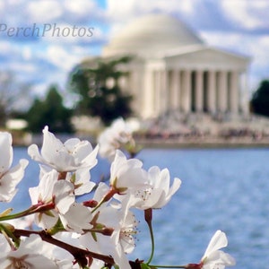Cherry Blossom Photography, Washington DC Photography, Jefferson Memorial Photography