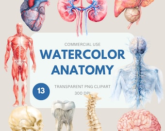 Watercolor Anatomy Clipart, Human Body, Medical, Anatomical Art, Medical & Healthcare, Science classroom, Transparent PNG