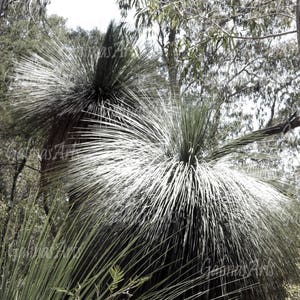 May include: Two tall, spiky, green plants with long, thin leaves growing in a woodland setting.