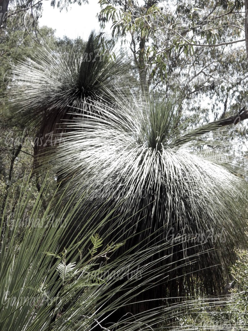 Black Boy Plant Prints Printable Photograph Digital Art Etsy