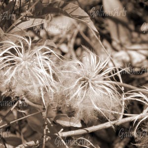Australia Forest Plant Prints, Printable Photograph Digital Art Print Nature Photography Digital Download, Wall Home Office Decor, Photo Art