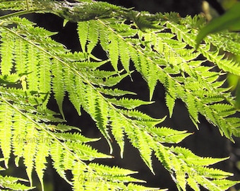 Boho Fern Leaf Print, Botanical Nature Photography (Digital Download)