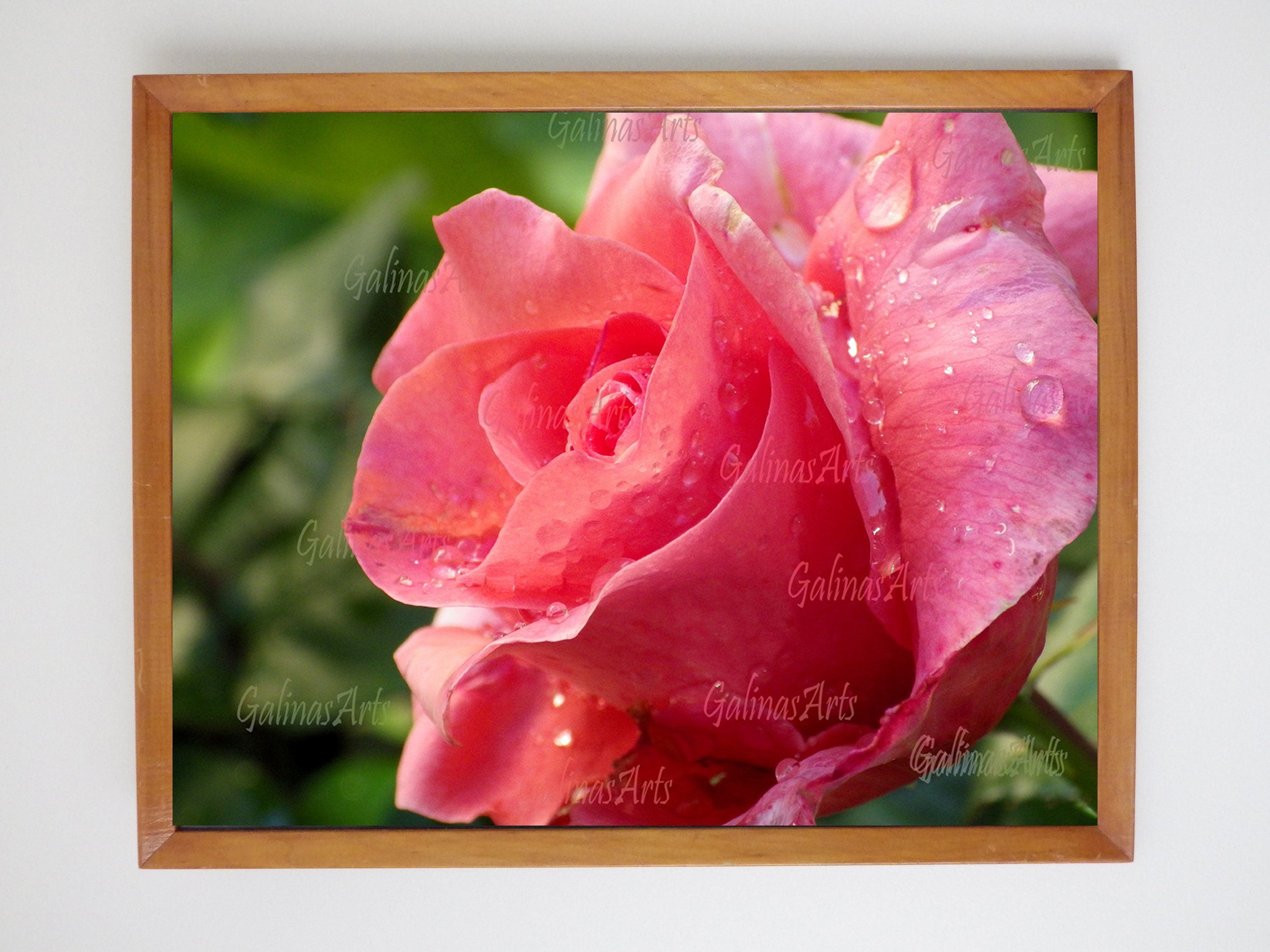 Pink Rose Wall Art Digital Download Printable Photograph - Etsy Ireland