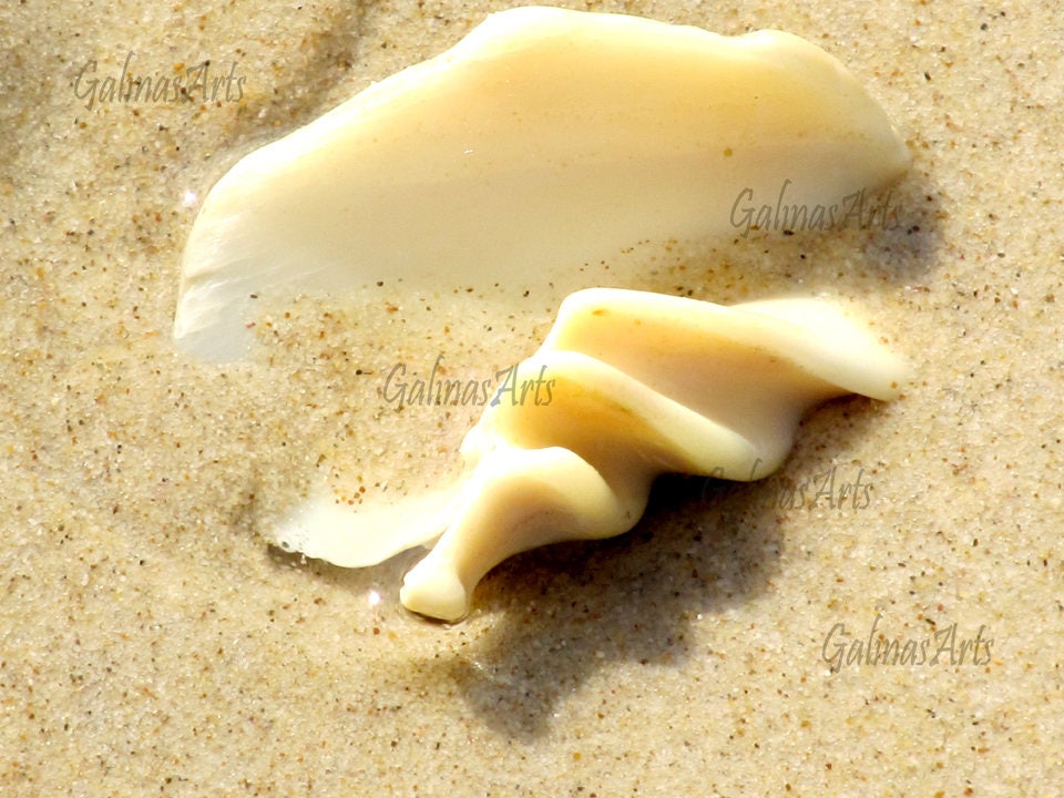 Neutral Shell Photo Neutral Sea Shell Print, Australian Beach Photography (digital Download ...