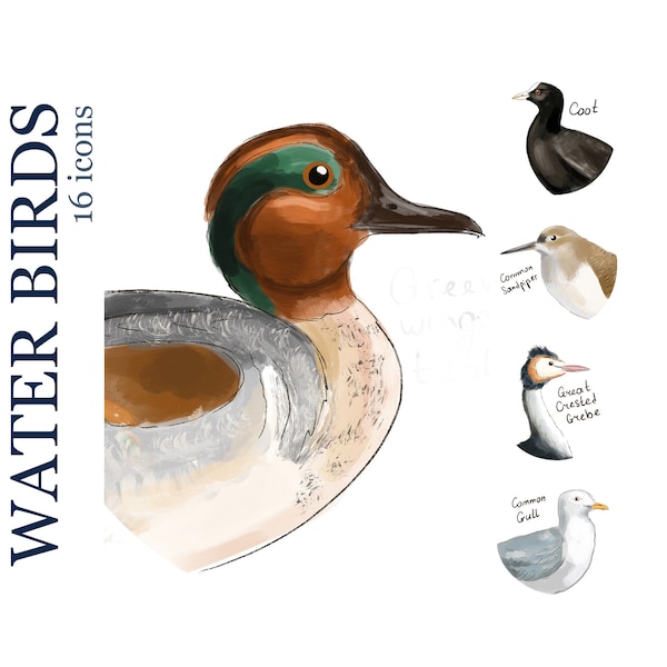 WATER BIRDS Instagram icons. Highlight story icons covers. Nature, ornithology, bird watching, binoculars, birding, wildlife, birdwatching