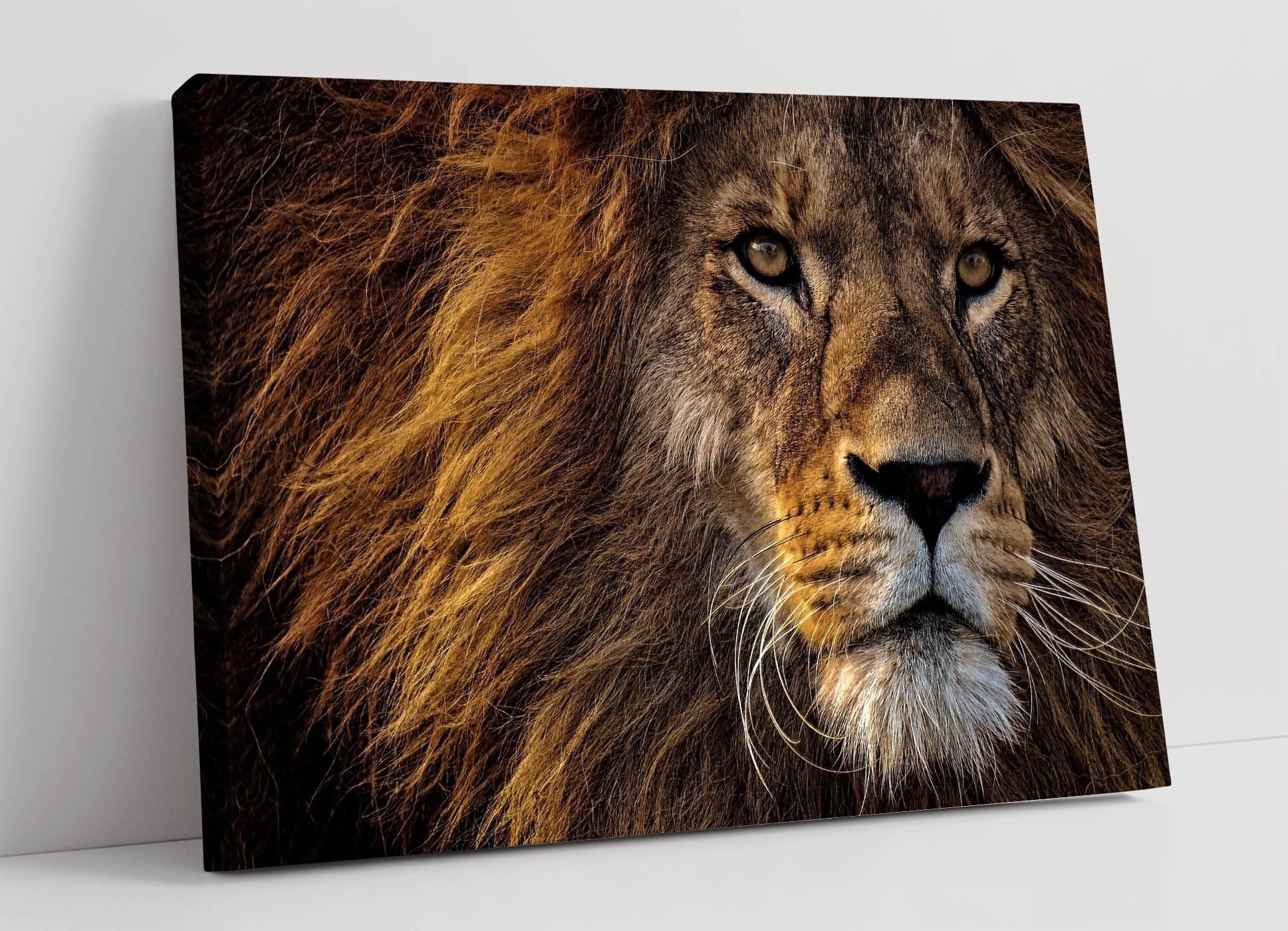 Lion Upclose Canvas Wall Art Print Artwork 30mm Deep Framed Etsy