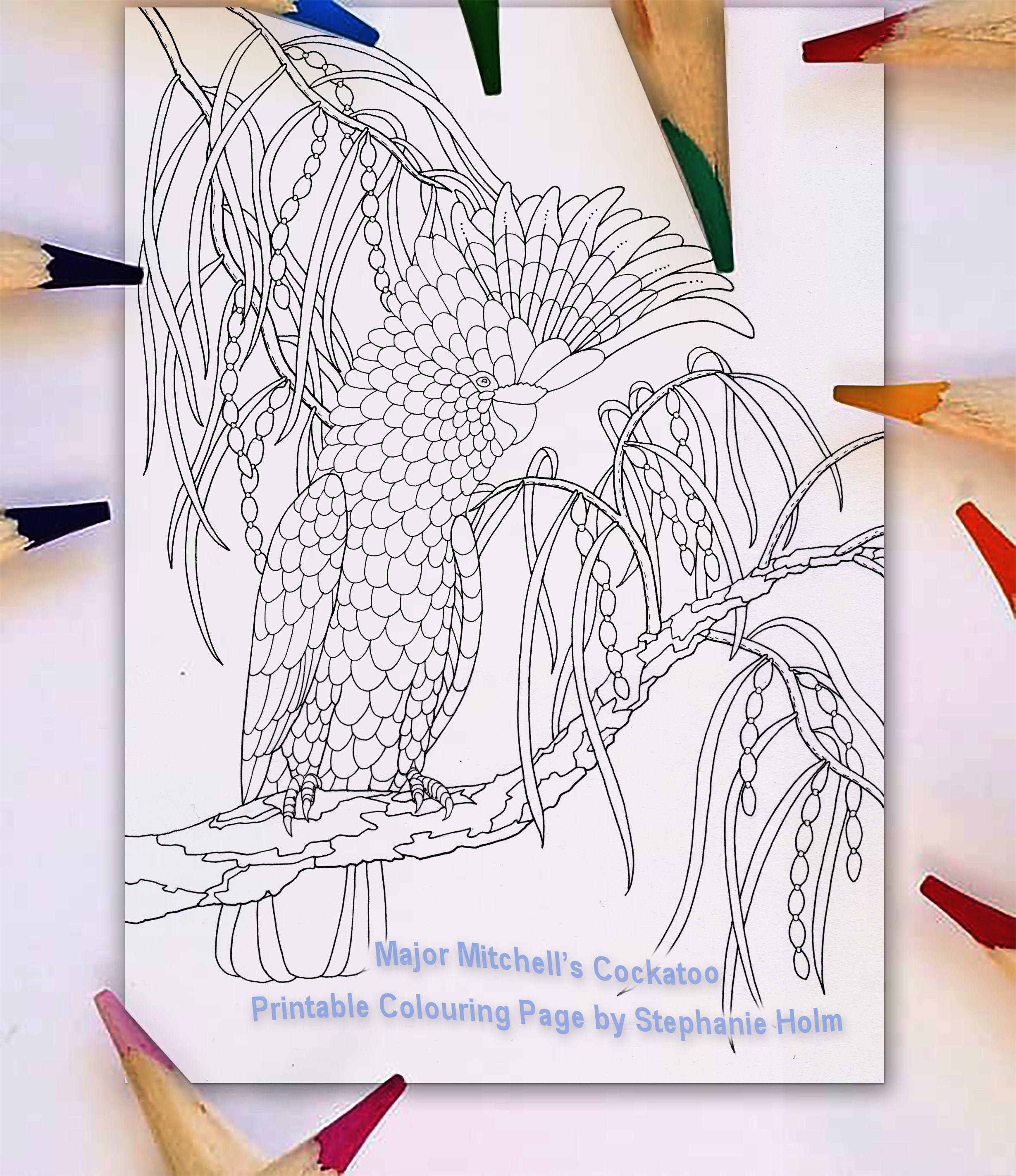 Cockatoo Colouring Page Australian Bird Natural History Etsy Australia
