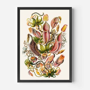 Ernst Haeckel - Nepenthes (''Nepenthaceae'') - framed or unframed art print