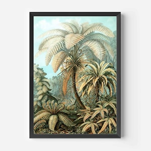 Ernst Haeckel - Palm tree - art print (framed or unframed)