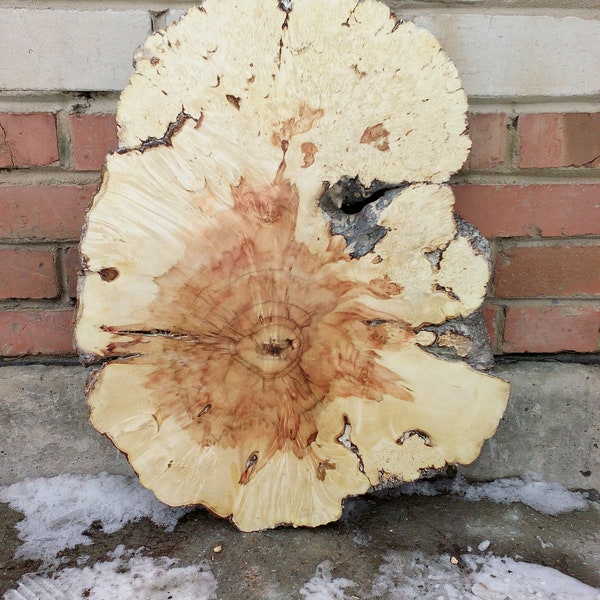 Slab maple wood, burl slab, Wood slab, Table slab 24" х 19" х 1 4/5" inches