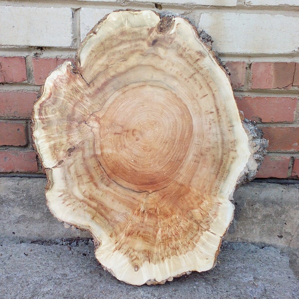 Slab maple wood, burl slab, Wood slab, Table slab 24" х 20" х 1 4/5"