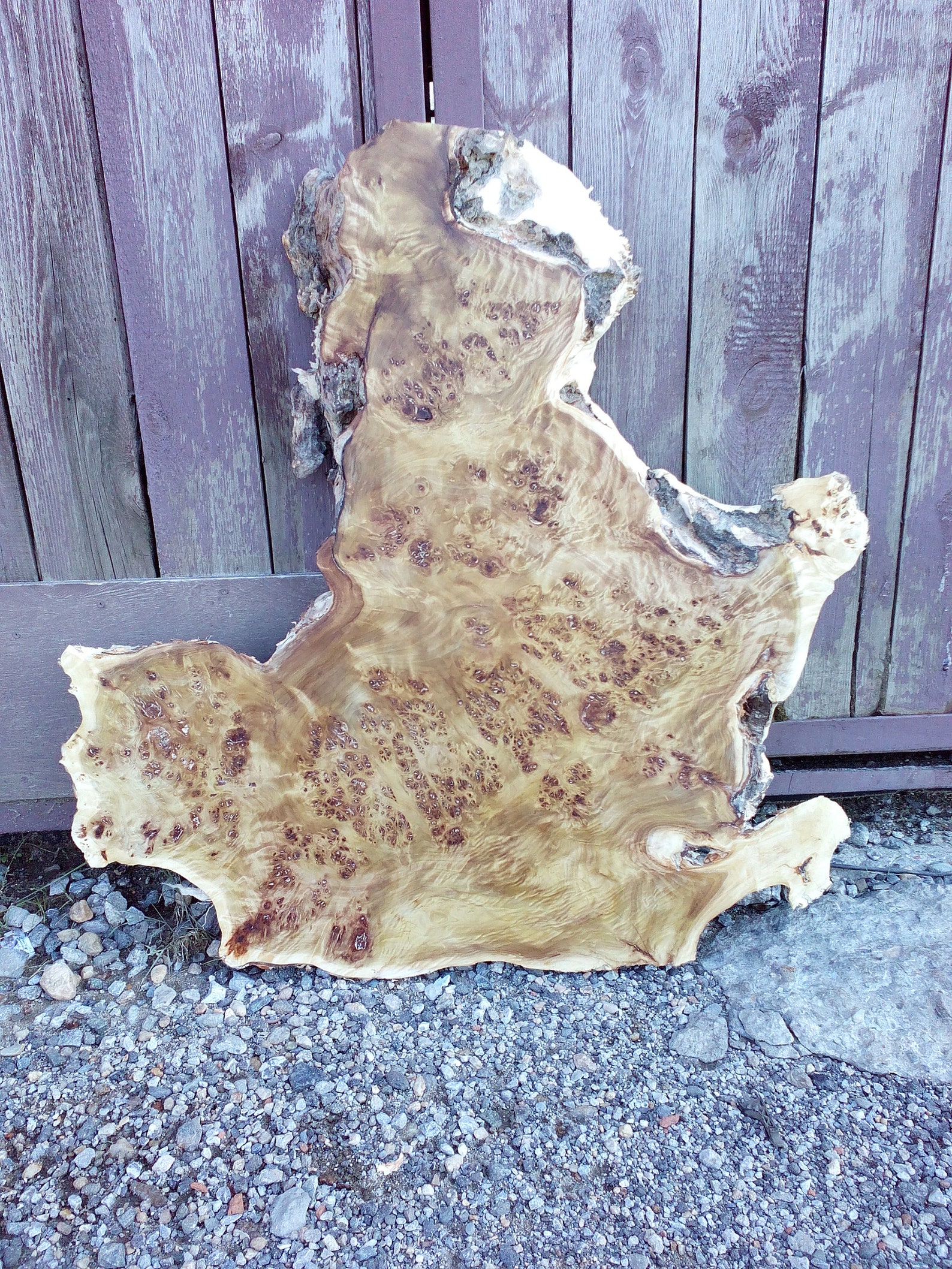 Burl slab mountain poplar mappa burl wood slab | Etsy