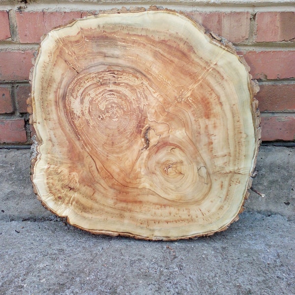 Slab maple wood, burl slab, Wood slab, Table slab 21" х 21" х 1 4/5"