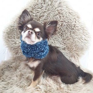 May include: A brown and white chihuahua wearing a blue knitted neck warmer. The dog is sitting on a fluffy white rug.