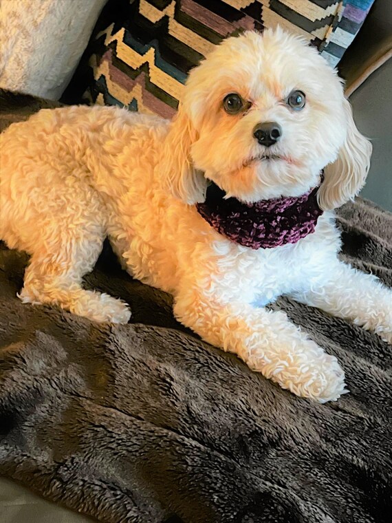 Petiro EMERALD - Velvet Dog | Cat Snood - Twist Crochet Scarf