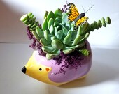 Hedgehog Succulent Arrangement With Butterfly, DIY Kit, Live Succulent Planter, Gift